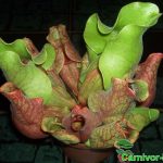 Fleischfressende Pflanzen, Sarracenia purpurea. Fleischfressende Pflanzen, Sarracenia purpurea