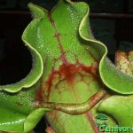 Fleischfressende Pflanzen, einzelne Falle der purpurnen Schlauchpflanze, Sarracenia purpurea Fleischfressende Pflanzen, Sarracenia purpurea