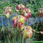 Fleischfressende Pflanzen, Schlauchpflanze, Sarracenia purpurea Blüten Fleischfressende Pflanzen, Sarracenia purpurea Blüten