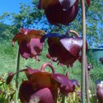 Sarracenia purpurea Blüten Sarracenia purpurea Blüten