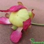 Sarracenia purpurea Blüte Sarracenia purpurea Blüte