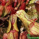Fleischfressende Pflanzen Fallen der Schlauchpflanze, Sarracenia purpurea. Fleischfressende Pflanzen, Fallen von Sarracenia purpurea.