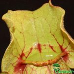 Fleischfressende Pflanze, Schlauchpflanze, Sarracenia purpurea Falle. Fleischfressende Pflanzen, Sarracenia purpurea Falle.