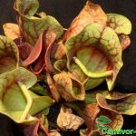 Fleischfressende Pflanzen, Sarracenia purpurea sehr große Fallen. Fleischfressende Pflanzen, Sarracenia purpurea sehr groß