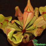 Fleischfressende Pflanzen, Schlauchpflanze, Sarracenia purpurea groß Fleischfressende Pflanzen, Sarracenia purpurea groß