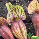 Fleischfressende Pflanze, Fallen der purpurnen Schlauchpflanze, Sarracenia purpurea. Fleischfressende Pflanzen, Sarracenia purpurea Fallen im Freien.
