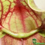 Fleischfressende Pflanze, Falle der purpurnen Schlauchpflanze. Fleischfressende Pflanze, Sarracenia purpurea Falle.