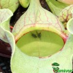 Fleischfressende Pflanzen, purpurne Schlauchpflanze mit Beutetier. Fleischfressende Pflanzen, Sarracenia purpurea mit Beute.