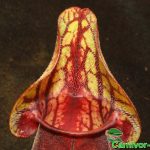 Fleischfressende Pflanze, Sarracenia purpurea rot, Schlauchpflanze Fleischfressende Pflanze, Sarracenia purpurea rot