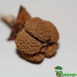 Fleischfressende Pflanzen, Samenstand der purpurnen Schlauchpflanze. Fleischfressende Pflanzen, Sarracenia purpurea Samenstand