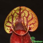 Fleischfressende Pflanzen, Sarracenia purpurea, Falle. Fleischfressende Pflanzen, Sarracenia purpurea Schlauch.