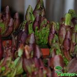 Fleischfressende Pflanzen, viele Sarracenia purpurea Pflanzen Fleischfressende Pflanzen, viele Sarracenia purpurea Pflanzen