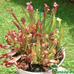 Fleischfressende Pflanzen, Schlauchpflanzen im Garten. Fleischfressende Pflanzen, Sarracenia Pflanzen im Garten.