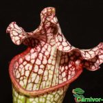 Fleischfressende Pflanzen, Sarracenia leucophylla Schlauch, Nahaufnahme. Fleischfressende Pflanzen, Sarracenia leucophylla Schlauch