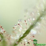 Fleischfressende Pflanzen, Sonnentau binata dichotoma Typ giant Nahaufnahme Fleischfressende Pflanzen, Sonnentau binata dichotoma Typ giant Nahaufnahme.