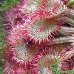 Fleischfressende Pflanzen, der rundblättrige Sonnentau, Drosera rotundifolia. Fleischfressende Pflanzen, Sonnentau, Drosera rotundifolia.
