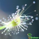 Fleischfressende Pflanzen, Falle des großen Zwergsonnentaus, Drosera scorpioides. Fleischfressende Pflanzen, Drosera scorpioides.