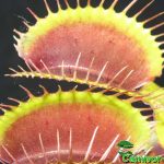 Fleischfressende Pflanzen, Stacheln der Venusfliegenfalle in der Nahaufnahme. Fleischfressende Pflanzen, Stacheln der Venusfliegenfalle.