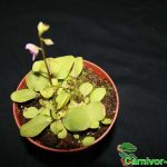 Fleischfressende Pflanzen, Wasserschlauch, Utricularia calycifida Fleischfressende Pflanzen, Utricularia calycifida