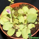 Fleischfressende Pflanzen, der Wasserschlauch, Utricularia calycifida Fleischfressende Pflanzen, der Wasserschlauch, Utricularia calycifida.