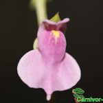 Fleischfressende Pflanzen, Blüte des Wasserschlauches, Utricularia calycifida. Fleischfressende Pflanzen, Wasserschlauch, Utricularia calycifida Blüte.
