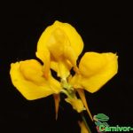 Fleischfressende Pflanzen, Utricularia cornuta Blüte eines landlebenden Wasserschlauches. Fleischfressende Pflanzen, Utricularia cornuta Blüte