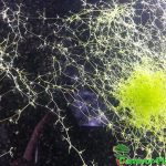 Fleischfressende Pflanzen, Utricularia gibba, der aquatische Wasserschlauch. Fleischfressende Pflanzen, Utricularia gibba, Wasserschlauch.