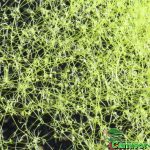 Fleischfressende Pflanzen, Nahaufnahme von Utricularia gibba, dem aquatischen Wasserschlauch. Fleischfressende Pflanzen, Utricularia gibba Nahaufnahme