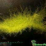 Fleischfressende Pflanzen, Utricularia gibba, der aquatische Wasserschlauch, schwebend. Fleischfressende Pflanzen, Utricularia gibba schwebend.