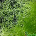 Fleischfressende Pflanzen, viele Utricularia gibba, der Wasserschlauch, im Aquarium Fleischfressende Pflanzen, Viele Utricularia gibba, der Wasserschlauch.