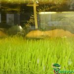 Fleischfressende Pflanzen, Wasserschlauch aquatisch, Utricularia graminifolia. Fleischfressende Pflanzen, Wasserpflanze, Utricularia graminifolia.