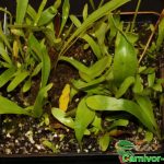 Fleischfressende Pflanzen, Utricularia longifolia, der Wasserschlauch. Fleischfressende Pflanzen, Utricularia longifolia. Wasserschlauch.