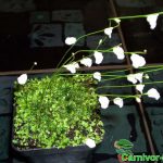 Fleischfressende Pflanzen, Utricularia sandersonii mit Blüte, ein landlebender Wasserschlauch Fleischfressende Pflanzen, Utricularia sandersonii mit Blüte, ein landlebender Wasserschlauch.