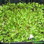 Fleischfressende Pflanzen, Utricularia sandersonii, ein landlebender Wasserschlauch. Fleischfressende Pflanzen, Utricularia sandersonii, ein landlebender Wasserschlauch