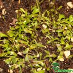 Fleischfressende Pflanzen, Utricularia sandersonii Blätter Fleischfressende Pflanzen, Utricularia sandersonii Blätter.