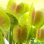 Fleischfressende Pflanzen, Fallen der Venusfliegenfalle. Fleischfressende Pflanzen, Venusfliegenfalle.