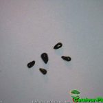 Fleischfressende Pflanzen, Samen der Venusfliegenfalle in der Nahaufnahme, Dionaea muscipula. Fleischfressende Pflanzen, Samen der Venusfliegenfalle, Dionaea, Nahaufnahme