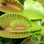 Fleischfressende Pflanzen, Venusfliegenfalle, Dionaea muscipula, frisst sich selbst. Fleischfressende Pflanzen, Venusfliegenfalle frisst sich selbst.