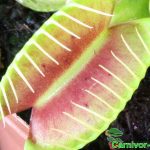 Fleischfressende Pflanzen, Venusfliegenfalle in der Nahaufnahme, Dionaea muscipula. Fleischfressende Pflanzen, Venusfliegenfalle in der Nahaufnahme.