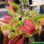 Fleischfressende Pflanzen, Venusfliegenfalle mit rotem Falleninneren Fleischfressende Pflanzen, Venusfliegenfalle mit rotem Falleninneren