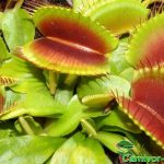 Fleischfressende Pflanzen, Dionaea muscipula, Venusfliegenfalle, ganz nah. Fleischfressende Pflanzen, Venusfliegenfalle ganz nah.