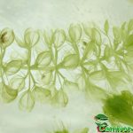 Fleischfressende Pflanzen, Aldrovanda vesiculosa, die Wasserfalle. Fleischfressende Pflanzen, Wasserfalle, Aldrovanda vesiculosa