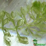 Fleischfressende Pflanzen, Aldrovanda vesiculosa, Wasserfalle. Fleischfressende Pflanzen, Wasserfalle, Aldrovanda vesiculosa.