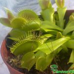 Fleischfressende Pflanze, Dionaea muscipula mit gefangenem Weberknecht in der Venusfliegenfalle. Fleischfressende Pflanzen, Weberknecht gefangen in der Venusfliegenfalle.