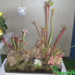 Fleischfressende Pflanzen, zusammengestellt. Fleischfressende Pflanzen, eine Zusammenstellung.