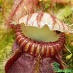 Fleischfressende Pflanzen, der Zwergkrug, Cephalotus follicularis. Fleischfressende Pflanzen, Zwergkrug.