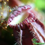 Fleischfressende Pflanzen, Zwergkrug, Cephalotus follicularis. Fleischfressende Pflanzen, der Zwergkrug.