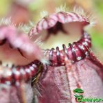 Fleischfressende Pflanzen, die Krüge des Zwergkruges, Cephalotus follicularis. Fleischfressende Pflanzen, Zwergkrug Kannen.