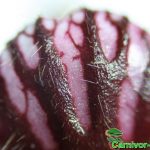Fleischfressende Pflanzen, Krugoberteil von Cephalotus follicularis, der Zwergkrug. Fleischfressende Pflanzen, Zwergkrug, Cephalotus follicularis, Oberteil des Kruges.