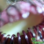 Fleischfressende Pflanzen, Nahaufnahme des Zwergkruges, Cephalotus follicularis. Fleischfressende Pflanzen, Zwergkrug Nahaufnahme.